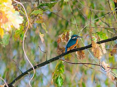 Eisvogel im Spreewald