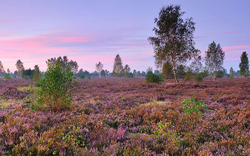 Reicherskreuzer Heide