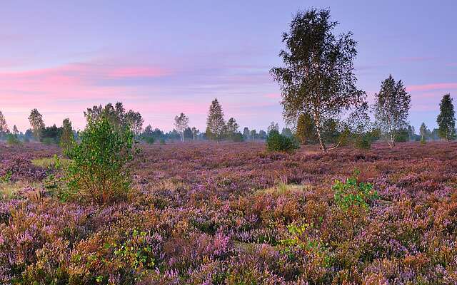 Reicherskreuzer Heide Reicherskreuzer Heide