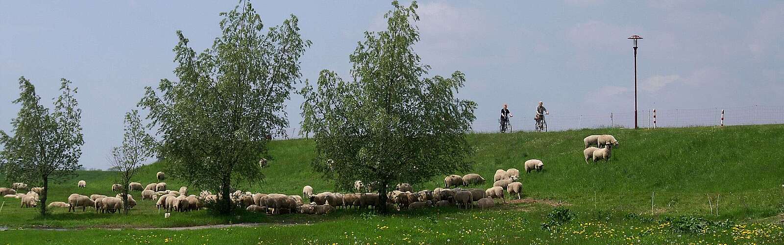 Radfahrer auf dem Elberadweg