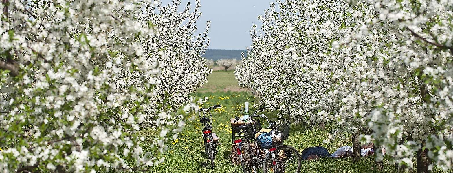 Radfahrer in Werder (Havel) zur Baumblüte