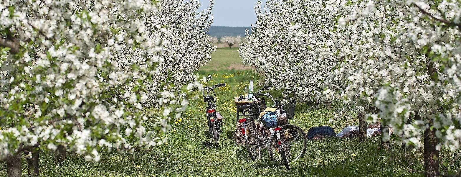 Radfahrer in Werder (Havel) zur Baumblüte