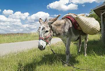 Eselwanderung im Fläming