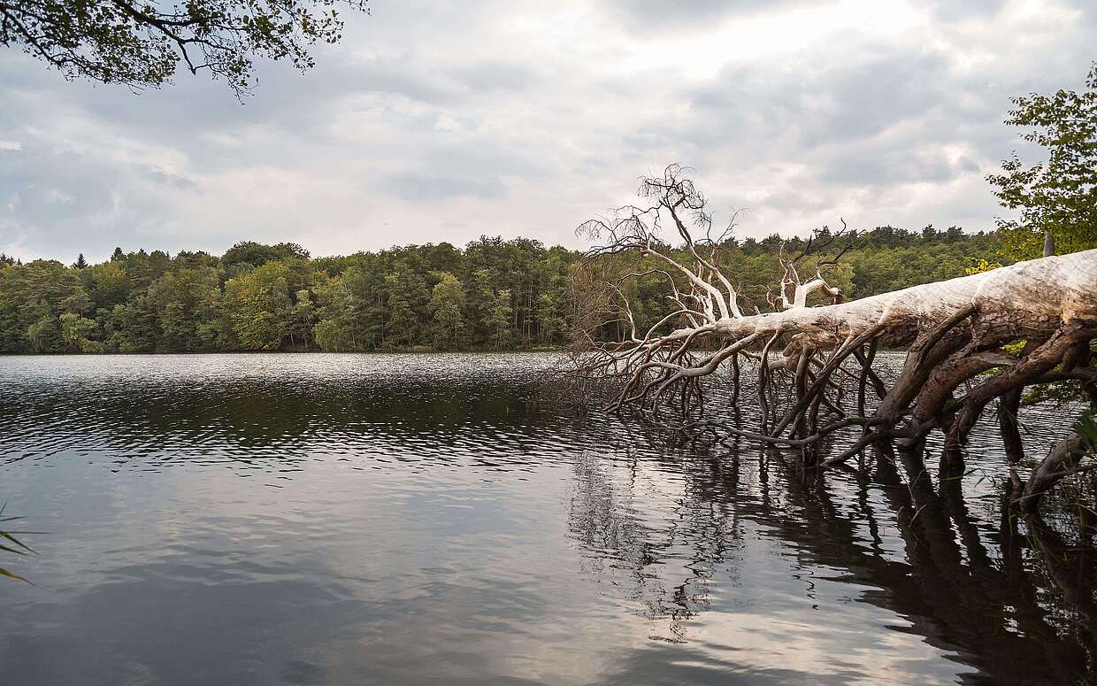 Ein toter Baum ragt in den Hellsee