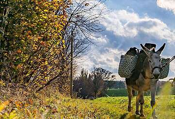 Eselwanderung im Fläming