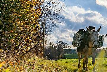 Eselwanderung im Fläming