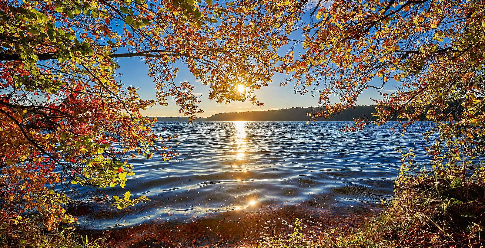 Herbst am Stechlinsee