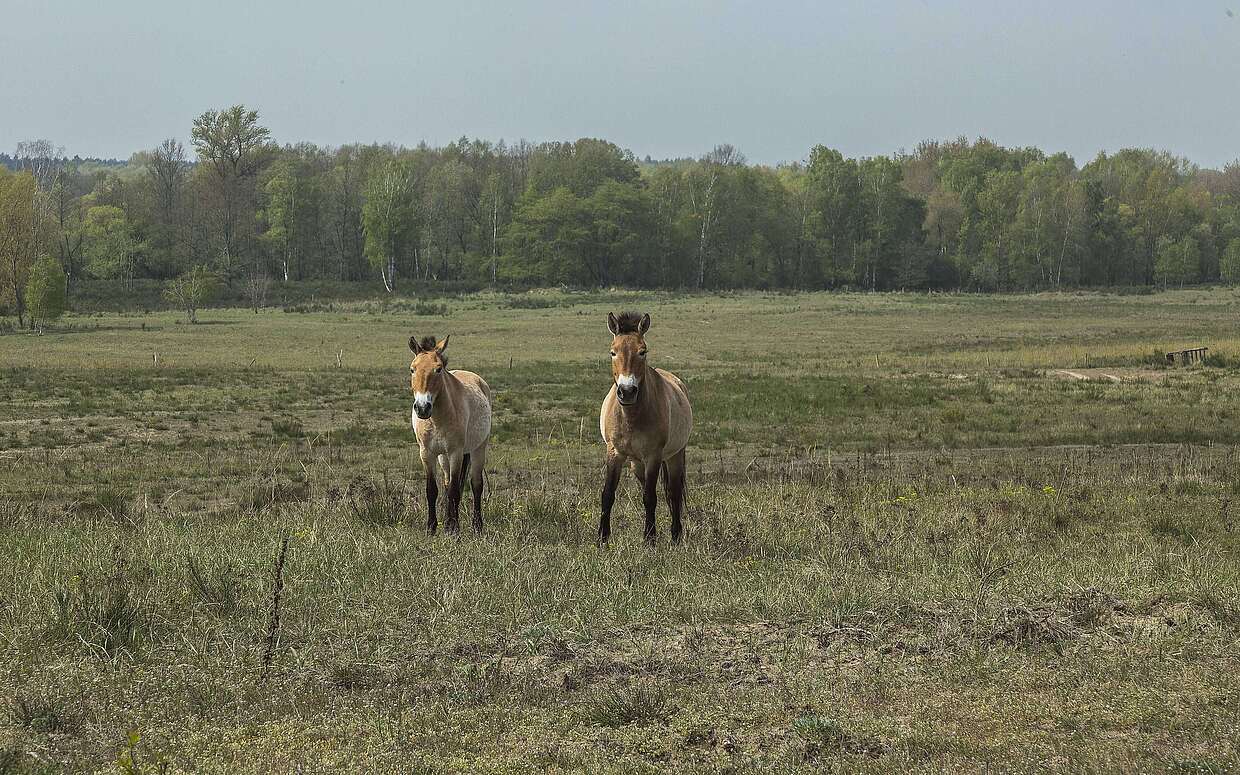 Wildpferde in Sielmanns Naturlandschaft Döberitzer Heide