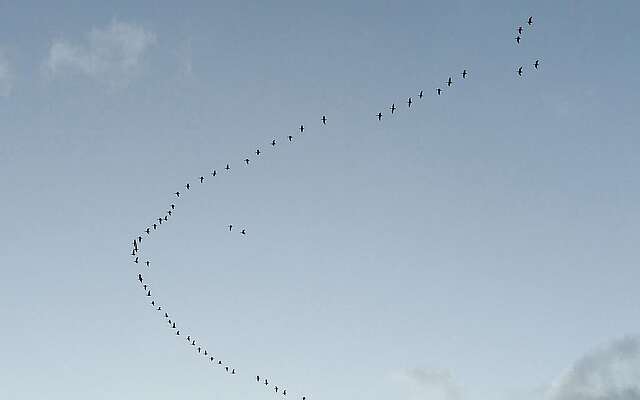 Vogelzug über der Prignitz