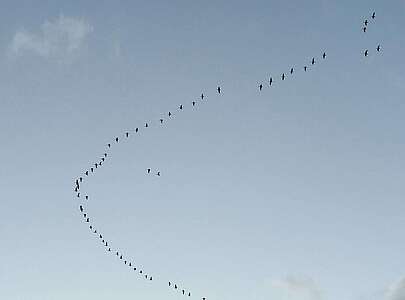 Vogelzug über der Prignitz