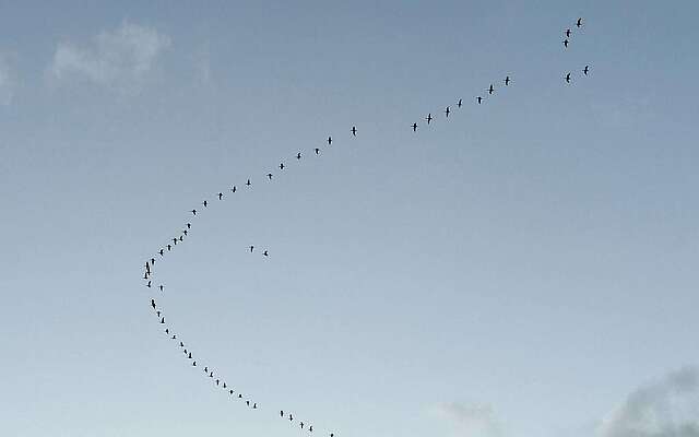 Vogelzug über der Prignitz