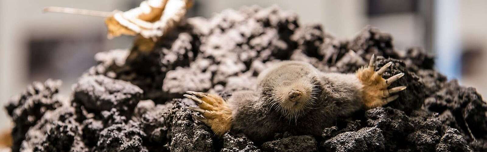 Maulwurf im Naturkundemuseum Potsdam