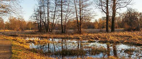 Winterlicher Spreewald zwischen Lübbenau und Lehde