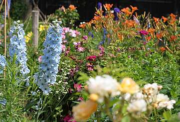 Sommerlich bunte Blumenwiese