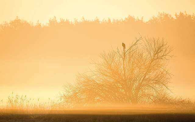 Bussard bei Sonnenaufgang Bussard bei Sonnenaufgang
