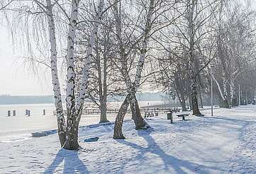 Birken am Ufer des Scharmützelsees