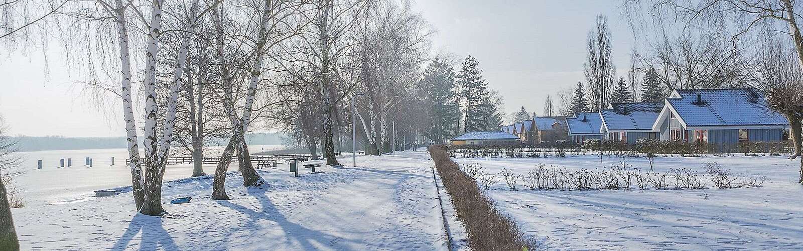 Birken am Ufer des Scharmützelsees