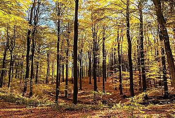 Buchenwald Grumsin im Herbst