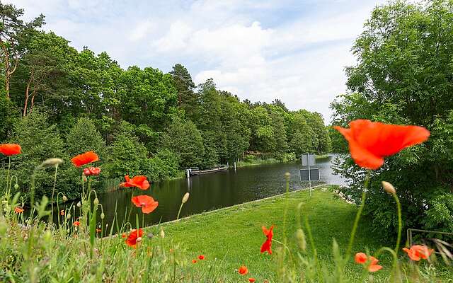 Blühender Mohn am Finowkanal