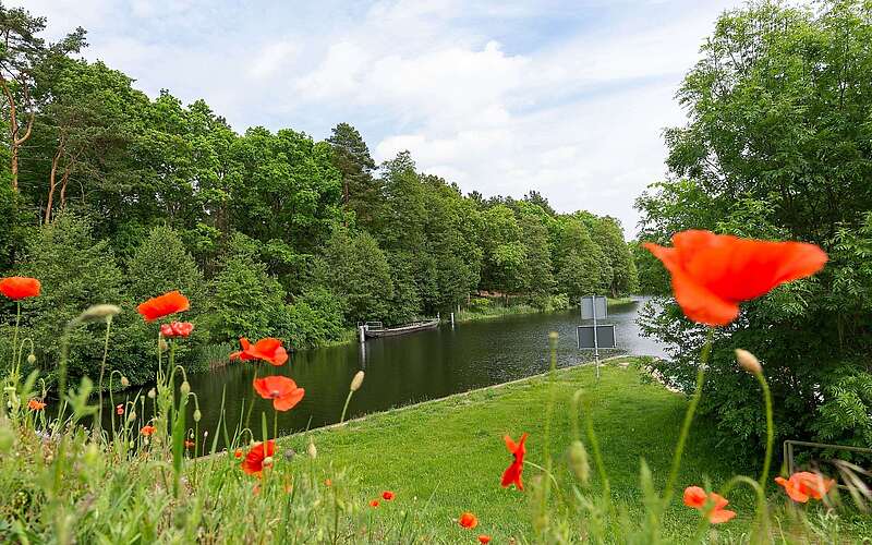 Blühender Mohn am Finowkanal
