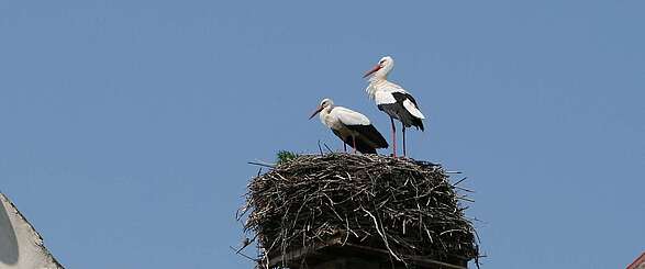 Storchenpaar in ihrem Nest