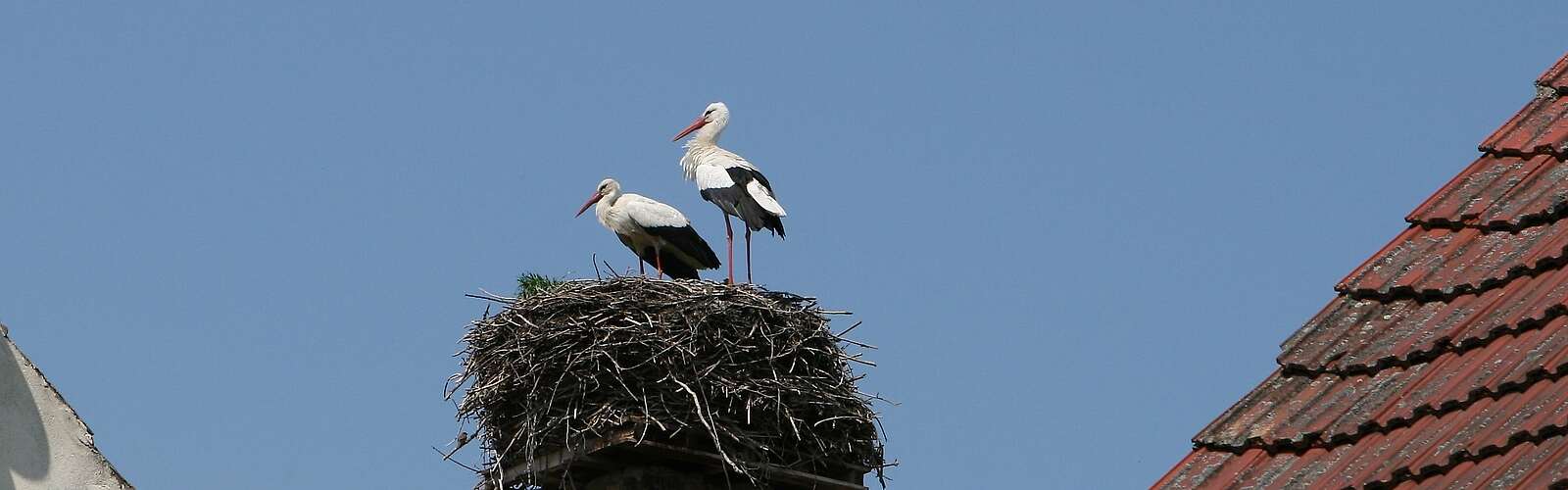 Storchenpaar in ihrem Nest
