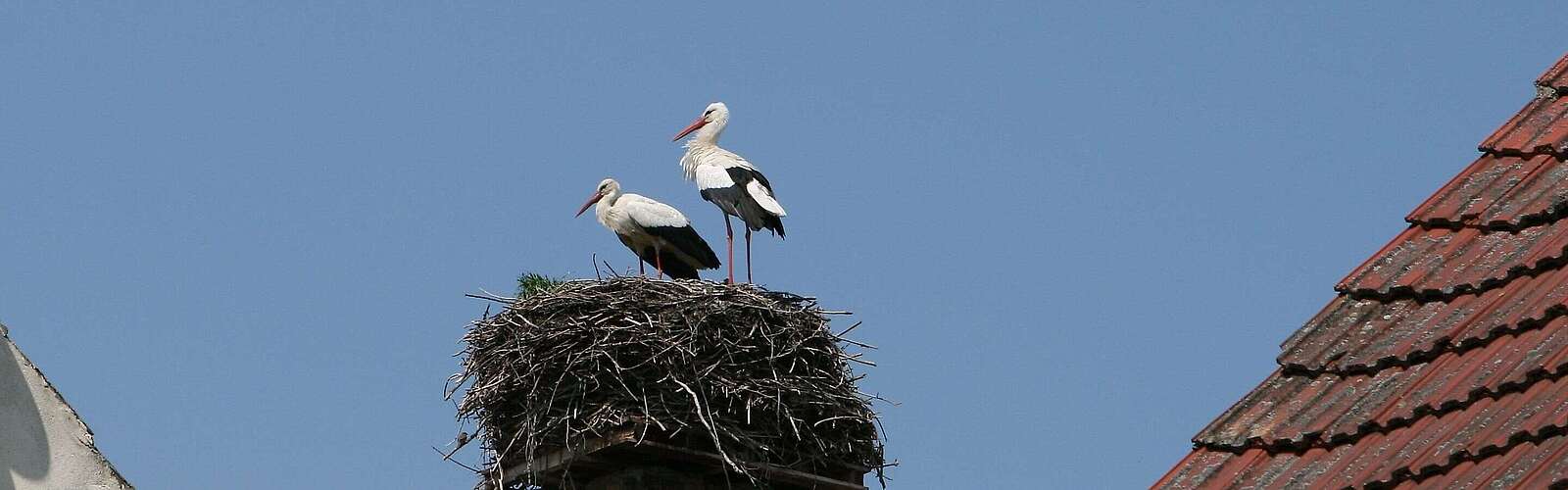 Storchenpaar in ihrem Nest