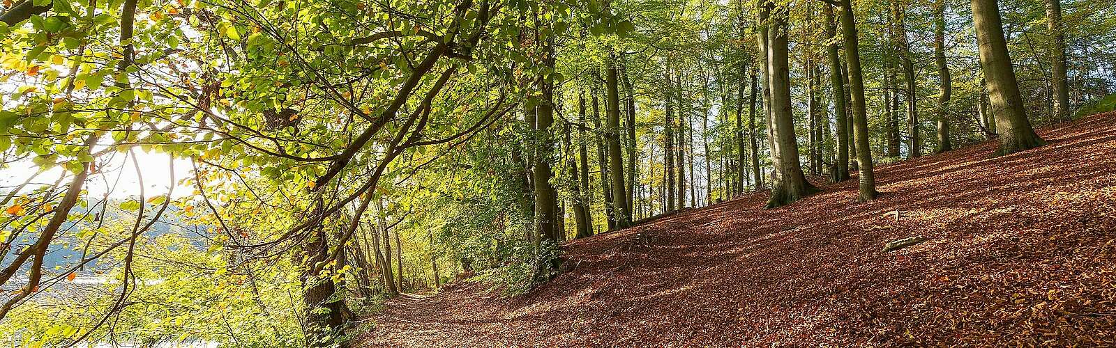 Herbstlicher Wald am Hellsee