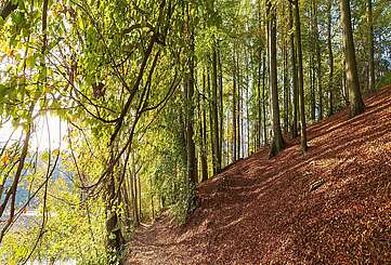 Herbstlicher Wald am Hellsee