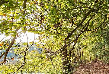 Herbstlicher Wald am Hellsee