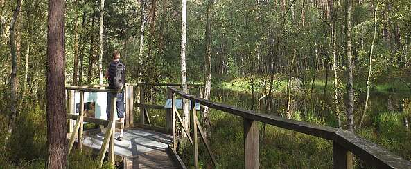 Birken- und Kiefernwald am Großen Barschsee