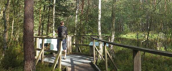 Birken- und Kiefernwald am Großen Barschsee
