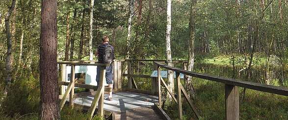 Birken- und Kiefernwald am Großen Barschsee