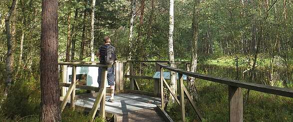 Birken- und Kiefernwald am Großen Barschsee
