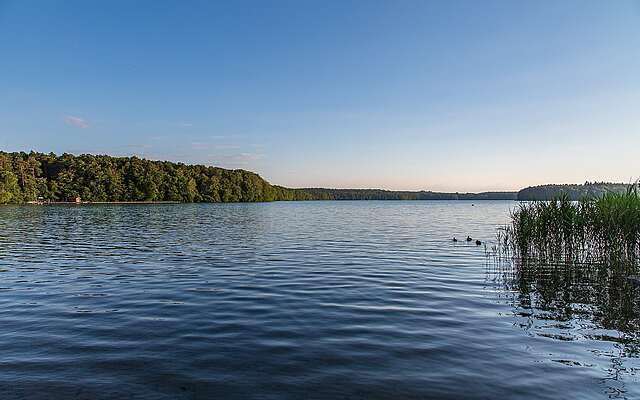 Enten auf dem Stechlinsee