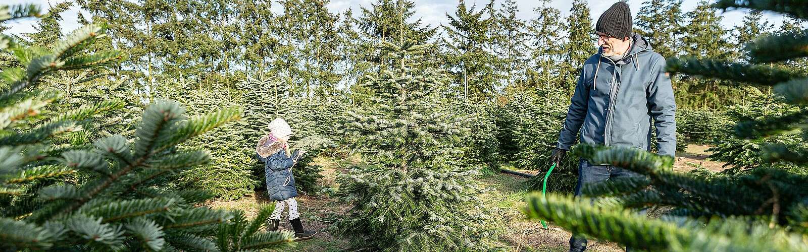 Weihnachtsbaumschlagen auf dem Werderaner Tannenhof