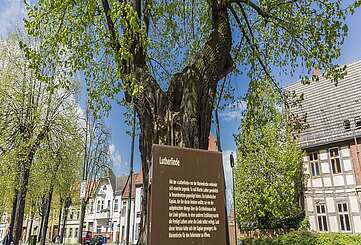 Lutherlinde in Treuenbrietzen