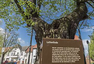 Lutherlinde in Treuenbrietzen