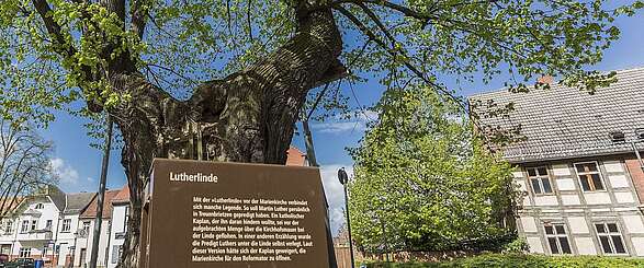 Lutherlinde in Treuenbrietzen