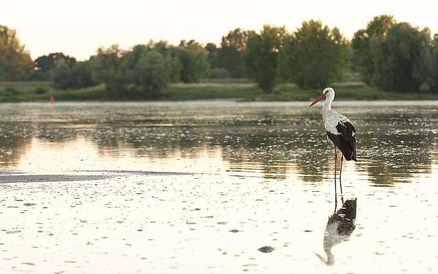 Weißstorch bei Lenzen an der Elbe