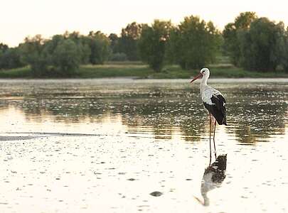 Weißstorch bei Lenzen an der Elbe