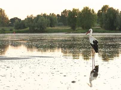 Weißstorch bei Lenzen an der Elbe