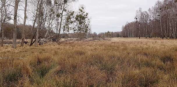 Feuchtwiese im Wildgehege Glauer Tal