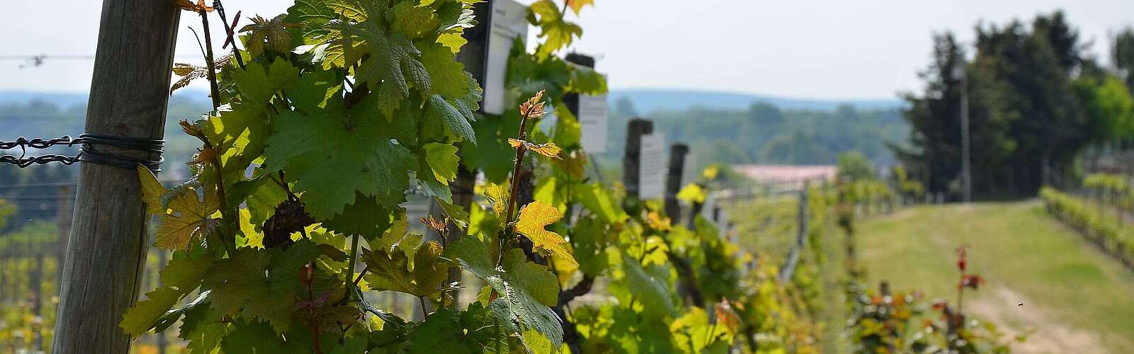 Weinreben auf dem Wachtelberg