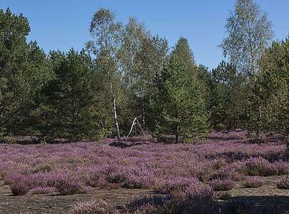 Blühende Heide