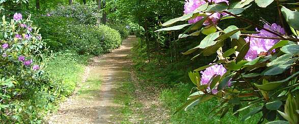 Rhododendronweg im Schlosspark Wiesenburg