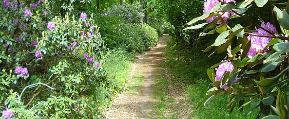 Rhododendronweg im Schlosspark Wiesenburg