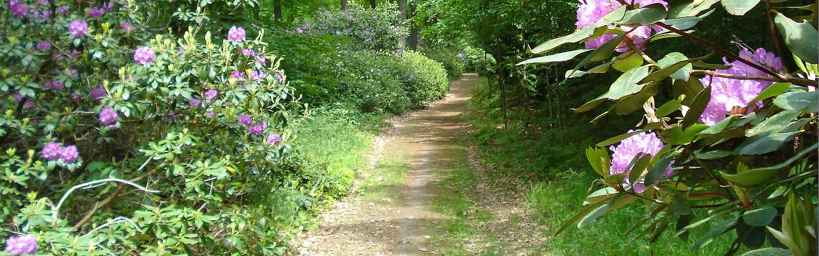 Rhododendronweg im Schlosspark Wiesenburg