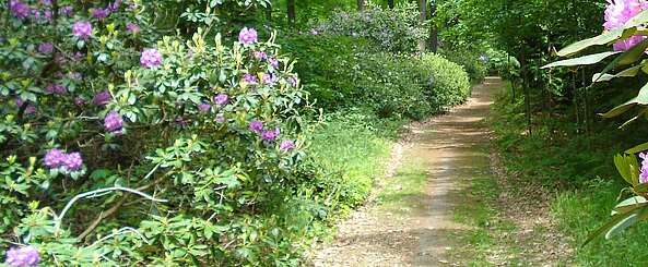 Rhododendronweg im Schlosspark Wiesenburg