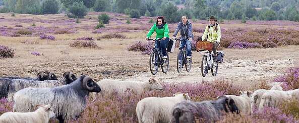 Radfahrer in der Heide